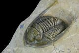 Diademaproetus Trilobite - Foum Zguid, Morocco #125187-3